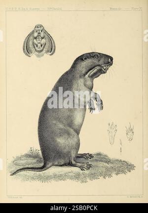 Catalogo, Nord America, mammiferi, con, disegni, e, prova, di, piatti, [1856?], mammiferi, storia naturale, Nord america, opere pittoriche, Thomomys bulbivorus, gopher Foto Stock