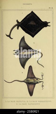 Oeuvres du comte de Lacépède, Parigi, P. Duménil, 1836, storia naturale, opere pittoriche, vertebrati, zoologia, tartarughe, lucertole, rane, pesci, serpenti, l'illustrazione mostra una serie di creature acquatiche, specificamente diverse specie di razze. In cima, la prima specie è etichettata, con una manta con il suo corpo ampio e piatto e le ali ampie, caratterizzate da graziose curve. La seconda specie, raffigurata al centro, presenta una forma distinta con pinne allungate e un aspetto più snello, enfatizzando la sua adattabilità all'ambiente oceanico. La terza specie al Foto Stock