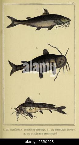 Oeuvres du comte de Lacépède, Parigi, P. Duménil, 1836, storia naturale, opere pittoriche, vertebrati, zoologia, pesci, vita marina, questa illustrazione mostra tre specie distinte di pesci, ciascuna numerata ed etichettata per l'identificazione. In cima si trova il "Pimelodus Commeronius", riconosciuto per il suo corpo allungato e la forma slanciata, adornato da prominenti barbilli simili a whisker. Il secondo pesce, identificato come "Pimelodus Mato", mostra una struttura distintamente robusta e segni scuri lungo il suo corpo, aggiungendo al suo aspetto unico. Infine, la terza specie, "Pimelodus Mousté", ne è caratterizzata Foto Stock