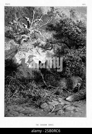 La vita e le abitudini degli animali selvatici, Londra, A. Macmillan, 1874, uccelli, comportamento degli animali, Una tranquilla scena boschiva cattura il momento in cui una volpe osserva un coinvolgente gioco di ombre proiettate dall'ambiente circostante. La volpe, posizionata in posa naturale, sembra intenta alla delicata danza di luce e forma creata dagli elementi naturali. Lo sfondo presenta dettagli intricati di fogliame e sottobosco, creando un'atmosfera tranquilla che enfatizza la connessione tra la creatura e il suo ambiente. La composizione riflette un senso di quiete e curiosità, invitando gli spettatori a farlo Foto Stock