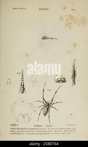 Histoire naturelle des Insectes. Aptères. Parigi, Librairie encyclopédique de Roret, 1837-1847, insetti, ragni, Museo di Zoologia comparata, questa illustrazione presenta varie raffigurazioni di aracnidi, concentrandosi specificamente su un ragno e la sua struttura a nastro. Il ragno principale è esposto al centro, evidenziandone le caratteristiche e l'anatomia distintive. Attorno alla figura centrale sono presenti diagrammi etichettati che descrivono aspetti specifici della morfologia del ragno, comprese le gambe, i segmenti del corpo e le caratteristiche uniche. Ci sono anche rappresentazioni del suo Web, che dimostrano l'intricato pa Foto Stock