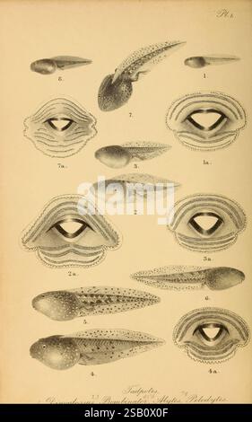 I batrachiani d'Europa, v.1. Londra, 1897-98, anfibi, Europa, rane, Anura, erpetologia, animale europeo, rana, Anura, anfibio, Discoglossus pictus, rana dipinta mediterranea, rana dipinta, Alytidae, Discoglossus pictus, rospo europeo, Bombina bombina, rospo, rospo Bombinatoridae, Archaeobatrachia, Bombina bombina, rospo appenninico, Bombina pachypus, Bombina pachypus, rospo comune ostetrico, Alytes ostetricans, rospo ostetrico, Alytes ostetricans, rospo di ostetrica iberica, rospo di ostetrica marrone, Alytes cisternasii, Alytes cisternasii, prezzemolo comune Foto Stock