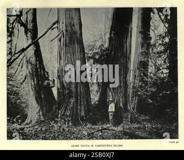 The Trees of Great Britain & Ireland, Edinburgh, Priv. Print, 1906-13, Gran Bretagna, Irlanda, alberi, in una foresta densa e ombrosa, una figura drappeggiata di lunghi e fluenti indumenti si erge tra alberi torreggianti, i suoi capelli cadono giù come tendini scuri. L'ambiente è pieno di rami contorti e un'aria di mistero, mentre l'interazione di luce e ombra aggiunge profondità alla scena. L'espressione dimenticata del personaggio sembra evocare un senso di malinconia e intrigo, invitando l'osservatore a riflettere sulla sua storia e sulla sua connessione con gli elementi naturali circostanti. Sottolineando l'atmosfera inquietante, il Foto Stock