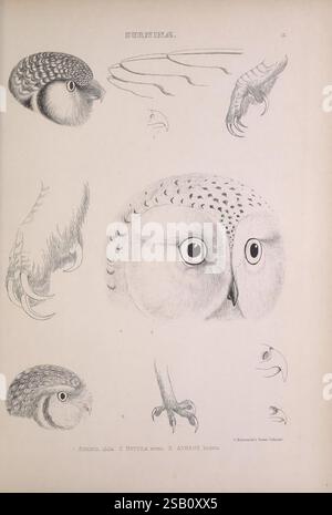 I, generi, of, uccelli, 1849, uccelli, gufo, classificazione del comportamento, opere pittoriche, illustrazione ornitologica. questa illustrazione presenta studi dettagliati sull'anatomia del gufo, che mostrano diverse prospettive e caratteristiche. Le sezioni superiori mostrano diverse angolazioni della testa di un gufo, evidenziandone gli occhi grandi ed espressivi e il caratteristico becco. Di seguito, intricate illustrazioni degli artigli del gufo dimostrano la loro nitidezza e presa, essenziali per la caccia. L'attenta attenzione ai dettagli nella trama delle piume e nelle caratteristiche anatomiche riflette una miscela di studio scientifico e rappresentazione artistica Foto Stock
