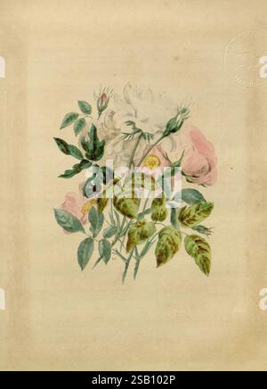 Il dizionario di flora, fratelli Baltimore Lucas, 1855 poesie, botanica, fiori in letteratura, Una delicata disposizione di varie rose, mostrando una serie di sfumature morbide che vanno dal rosa pallido al bianco. La composizione mette in risalto il verde lussureggiante, caratterizzato da foglie dettagliate con texture e motivi unici. Ogni fiore è illustrato in modo complesso, mostrando sottili variazioni nella forma e nel colore dei petali, mentre le foglie circostanti aggiungono profondità e interesse al design generale. Questo studio botanico cattura l'eleganza di questi fiori, enfatizzando la loro bellezza naturale e la complessità Foto Stock