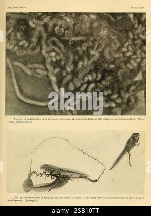 The Frog book, New York,1907, anfibi, Nord America, Toads, Tadpoles, uova, la sezione superiore mostra una vista ravvicinata di una massa estesa e avvolta di uova di rospo situata sul fondo di un fosso di irrigazione, fornendo uno sguardo alle prime fasi della riproduzione anfibia. La sezione inferiore raffigura una collezione di rospi neri, mostrando varie fasi di sviluppo, evidenziando la densità della vita in acque poco profonde entro la metà di giugno. Questa rappresentazione cattura sia gli intricati dettagli della riproduzione anfibia che la ricca biodiversità presente negli habitat acquatici. Foto Stock