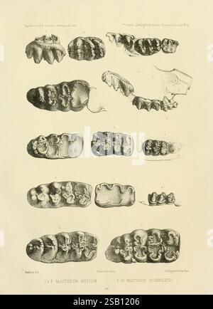 Expédition dans les parties centrales de l'Amérique du Sud Paris, Chez P. Bertrand, 1850-1859, l'illustrazione mostra una serie di impressioni dentali allungate e dettagliate di due specie: Mastodon Andium e Mastodon Humboldt. Ogni campione è meticolosamente etichettato e presentato in varie viste per evidenziarne le caratteristiche morfologiche specifiche. I disegni raffigurano la struttura unica dei molari e dei premolari, sottolineando le differenze distinte nelle dimensioni e nella forma dei denti tra le due specie. Le annotazioni dettagliate forniscono ulteriori informazioni sulle singole caratteristiche Foto Stock