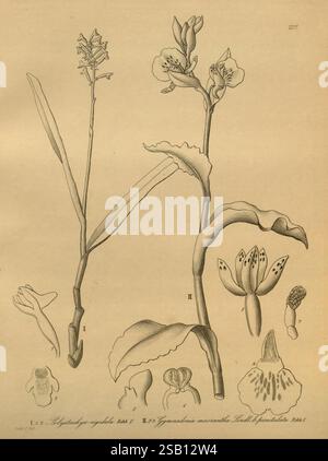 Xenia orchidacea, Lipsia, F.A. Brockhaus, 1858-1900. L'illustrazione presenta uno studio botanico dettagliato che mostra due specie di piante distinte. Sulla sinistra, uno stelo sottile supporta più foglie allungate, ricoperte da piccoli e intricati fiori che mostrano strutture di petali uniche. Il lato destro raffigura una pianta diversa, caratterizzata da foglie più larghe e da un'importante punta di fioritura. Di seguito sono presentate diverse viste anatomiche più piccole dei singoli fiori, che illustrano le varie forme e dimensioni dei petali e delle strutture riproduttive. La composizione complessiva evidenzia i diversi aspetti Foto Stock