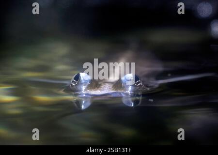 Foureyes su larga scala anableps anablepsfish Ritratto ravvicinato Foto Stock