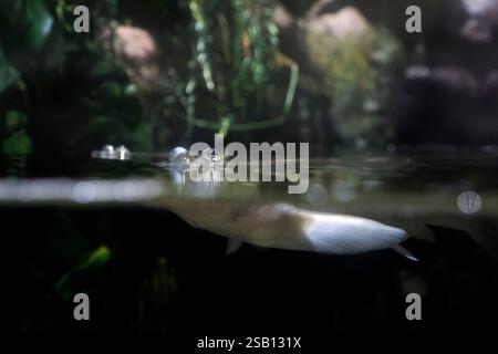 Foureyes su larga scala anableps anablepsfish Ritratto ravvicinato Foto Stock