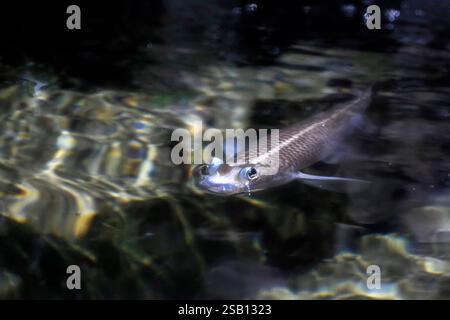 Foureyes su larga scala anableps anablepsfish Ritratto ravvicinato Foto Stock