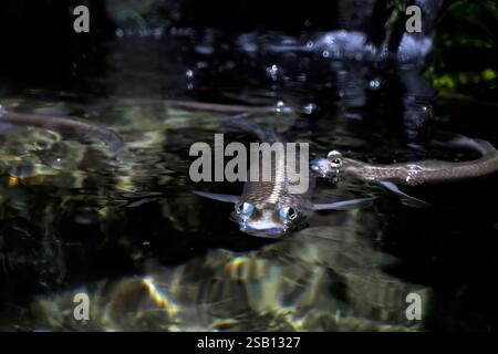 Foureyes su larga scala anableps anablepsfish Ritratto ravvicinato Foto Stock
