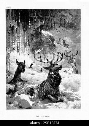 La vita e le abitudini degli animali selvatici, Londra, A. Macmillan, 1874, uccelli, comportamento animale, la scena raffigura un momento drammatico in un paesaggio innevato dove un gruppo di cervi viene catturato dopo una valanga. In primo piano, un cervo sbalordito con imponenti corna è parzialmente carico dalla neve, mentre un fawn sembra essere in cerca di rifugio accanto ad esso. Sullo sfondo, più cervi navigano attraverso il terreno insidioso e innevato, evidenziando un senso di urgenza e pericolo. Alberi torreggianti possono essere visti avvolti dalla neve, con accenni di uno scenario montano spietato, enfatizin Foto Stock