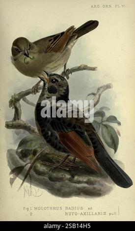 Ornitologia argentina Londra R. H. Porter 1888-89 Argentina Birds ornitologia Cowbird Passerine Icterid Screaming Cowbird Baywing New World Birds Bay-alato Cowbird Agelaioides badius Molothrus rufaxillaris grayish Baywing, questa illustrazione mostra due uccelli appollaiati su un ramo, con un uccello che sembra dare da mangiare all'altro. L'uccello superiore, che mostra toni terrosi nel suo piumaggio, ha una pancia leggermente più leggera e tiene un piccolo insetto verde nel suo becco. L'uccello inferiore, più scuro con segni distintivi, sembra ricevere con ansia il cibo. Entrambi gli uccelli sono raffigurati in un ambiente naturalistico Foto Stock