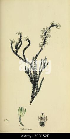 La , la , o Una , monografia , di , il genere, Erica, London, Henry, g, Bohn, 1845, ericas, erica, opere pittoriche, Un'illustrazione botanica con i delicati dettagli di E. guanabara, una specie nota per i suoi steli sottili e i piccoli fiori bianchi. La composizione centrale mostra più rami fioriti, ciascuno decorato con ammassi di piccoli fiori che trasudano un senso di eleganza. Sotto la pianta principale, due viste aggiuntive evidenziano la sua struttura floreale unica: Una raffigurante un bocciolo di fiori non aperto e l'altra che illustra una sezione floreale, fornendo informazioni sul reprod della pianta Foto Stock