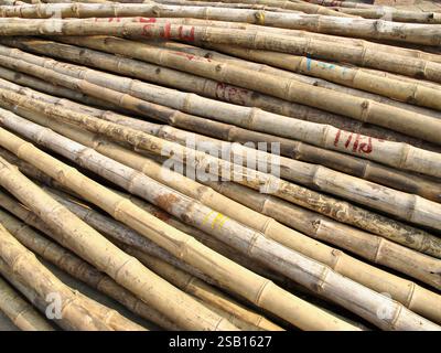 Pali di bambù impilati utilizzati per impalcature a Dacca, Bangladesh, un materiale da costruzione comune grazie alla sua convenienza e sostenibilità. Foto Stock