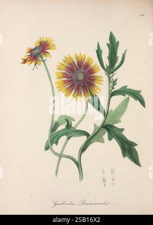 The, floreale, cabinet, and, magazine, di, esotico, botanica, Londra, William, Smith, 1837-1840, botanica, illustrazione, botanica, giardinaggio, Gran Bretagna, impianto, introduzione, piante, ornamentali, fiori, steli, foglie, questa illustrazione mostra due vivaci fiori della specie Gaillardia, comunemente nota come fiore di manto bianco. Ogni fiore presenta un'impressionante disposizione di petali gialli adornati con punte rosse profonde, creando un contrasto vivido. Gli steli sono graziosamente ricurvi e presentano foglie verdi lussureggianti che completano i colori energetici delle fioriture. Schizzi delicati di piccoli dettagli di piante c Foto Stock