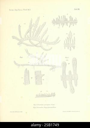 Reise der österreichischen Fregatte Novara Wien Kaiserlich 1861-75, l'illustrazione mostra varie strutture botaniche, probabilmente raffiguranti diverse specie o variazioni di felci. Le figure sono meticolosamente etichettate e disposte per evidenziare le caratteristiche uniche di ciascun campione. Tra i rendering dettagliati, è possibile vedere fronde intricate e motivi di diramazione, insieme a una dimostrazione delle varie forme e texture che contraddistinguono queste piante. La chiarezza delle linee consente di esaminare l'architettura fogliare, mostrando una serie di caratteristiche morfologiche comuni Foto Stock