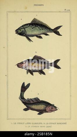 Oeuvres du comte de Lacépède Paris P. Duménil 1836 storia naturale opere pittoriche vertebrati Zoologia pesce vita marina, questa illustrazione presenta tre specie distinte di pesci, ciascuna etichettata con un numero di identificazione. I pesci sono presentati in verticale, mostrando le loro forme e caratteristiche uniche. Il pesce superiore, etichettato come "1", è identificato come ciprina atlantide carolines, caratterizzato dal suo corpo allungato e dalle pinne prominenti. Il secondo pesce, etichettato "2", rappresenta il corno ciprino, notevole per il suo corpo arrotondato e la colorazione distintiva. Infine, il terzo Foto Stock