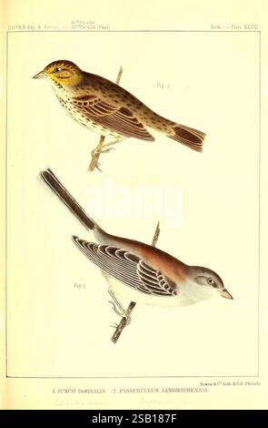 The Birds of North America, Philadelphia, J.B. Lippincott & Co, 1860. Birds, North America, Ornithology, Junco dorsalis, Red-backed Snowbird, Junco hyemalis dorsalis, Junco dagli occhi scuri, Passerculus sandwichensis, Nootka Sparrow, Savannah Sparrow, l'illustrazione presenta due specie di uccelli distinte, mostrate fianco a fianco. L'uccello superiore, etichettato come "Fig. 2," mostra un piumaggio marrone macchiato con un sottoscocca più leggero e striature sottili, suggerendo la sua adattabilità a vari ambienti. Il suo corpo arrotondato e il becco conico corto sono indicativi di uno stile di vita di foraggio, probabilmente nutrendosi di semi e di ins Foto Stock