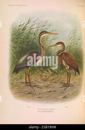 Ornithologia neerlandica 'S-Gravenhage M. Nijhoff 1922-35 uccelli Paesi Bassi Ardea purpurea Purple Heron Marinus Adrianus Koekkoek 8 Eduard Daniël van Oort Ornithology, l'illustrazione mostra due aironi affiancati in un ambiente naturale. L'airone più alto, sulla sinistra, sfoggia un piumaggio vivace con collo e gambe allungati, trasudando eleganza. La sua testa è coronata da una cresta distintiva, e il becco è affilato e appuntito, il che suggerisce la prontezza per la caccia. L'airone più piccolo sulla destra, con una tavolozza di colori più soffusa, presenta un aspetto giovane o giovanile, caratterizzato da speckl Foto Stock
