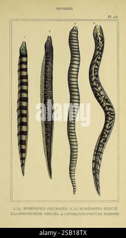 Oeuvres du comte de Lacépède, Parigi, P. Duménil, 1836, storia naturale, opere pittoriche, vertebrati, zoologia, pesci, vita marina, l'illustrazione presenta quattro diverse specie di murene, ognuna con motivi e texture unici lungo i loro corpi allungati. Il primo campione presenta strisce orizzontali in grassetto, mentre il secondo presenta linee ondulate e ondulate. La terza anguilla è caratterizzata da strisce intricate e più strette, che contribuiscono al suo aspetto distinto. Il quarto campione presenta una combinazione di macchie e strisce, creando un effetto visivo dinamico. Ogni anguilla è numerata e l Foto Stock