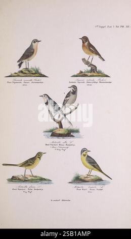 Skandinaviens fugle, Kjøbenhavn, L.A. Jørgensen, 1875-1879, uccelli, Danimarca, Islanda, Groenlandia, Scandinavia, Oenanthe oenanthe, Saxicola rubicola, European Stonechat, Motacilla alba, White Wagtail, Northern Wheatear, Motacilla flava, Motacilla cinerea, Wagtail Grigio, coda di Wagtail dalla testa blu, Una collezione di cinque illustrazioni dettagliate raffiguranti varie specie di uccelli, ciascuna elegantemente appollaiata su elementi naturali come rami o erba. Nella parte superiore, le specie sono etichettate con i loro nomi scientifici e comuni. L'uccello più in alto, caratterizzato dal suo piumaggio più leggero, è affiancato da un contrappeso più vivace Foto Stock