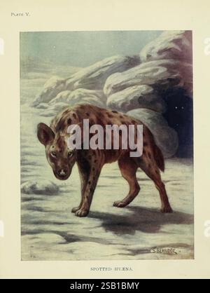 The book of the Animal kingdom, London, J. M. Dent & Sons, Ltd, 1910, mammiferi, iena, Crocuta crocuta, iena maculata, storia, scienza, arte, biologia, zoologia, Una iena maculata si erge in un paesaggio roccioso, mostrando il suo caratteristico corpo robusto e il caratteristico cappotto caratterizzato da macchie scure su uno sfondo più chiaro. Le sue orecchie sono arrotondate e la sua espressione appare allerta e in qualche modo minacciosa, mostrando gli acuti sensi dell'animale. La postura della iena suggerisce una predisposizione a muoversi, probabilmente indicando una caccia o pattuglia attiva del suo territorio. I dintorni rocciosi aggiungono un senso di habitat naturale, Refl Foto Stock