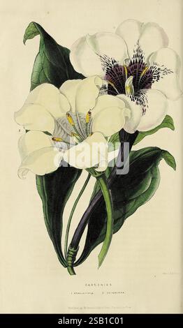 The Florist's Journal and Gardener's record, London, R. Groombridge & Sons, 1846-[1848], Dictionaries, floricoltura, giardinaggio, orticoltura, periodici, fiori, steli, foglie, l'illustrazione presenta una splendida disposizione di due tipi di fiori, che mostrano in modo prominente delicate gardena bianche insieme a sorprendenti fiori viola e bianchi, che ricordano una specifica varietà esotica. Le foglie sono lussureggianti e verdi, fornendo uno sfondo vibrante che accentua l'eleganza dei fiori. Ogni petalo presenta dettagli intricati, con le gardenias che mostrano la loro consistenza cremosa e la loro consistenza arrotondata Foto Stock