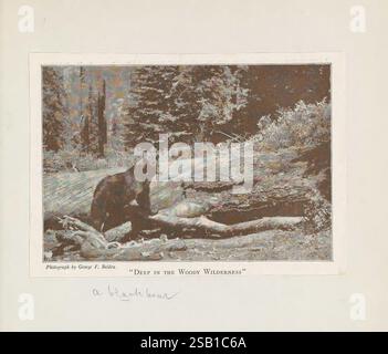 Record casuali di una vita, 1846-1931 [in realtà 1932]., Un orso è visto interagire con un tronco caduto in un'area boschiva, circondato da alberi alti e fogliame naturale. L'orso sembra curioso, mentre indaga sull'ambiente circostante. La scena cattura l'essenza della fauna selvatica nel suo habitat naturale, mostrando la bellezza e la rugosità della natura. Il tronco, parzialmente coperto di muschio, aggiunge all'atmosfera serena ma selvaggia della natura selvaggia. L'immagine riflette un momento di tranquillità e spirito selvaggio in un ambiente boschivo appartato. Foto Stock