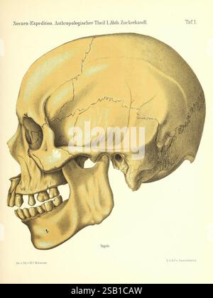 Reise der österreichischen Fregatte Novara Wien, Kaiserlich-Königlich 1861-75. Questa illustrazione mostra una vista laterale dettagliata di un cranio umano, che mostra la sua struttura anatomica. Il cranio è raffigurato con particolare attenzione ai contorni e alle caratteristiche, tra cui la cresta della fronte, le prese oculari, la cavità nasale e la struttura dentale. Le etichette di accompagnamento identificano varie parti del cranio, sottolineandone l'importanza negli studi antropologici. Lo sfondo è minimo, in modo da garantire che l'attenzione rimanga sui dettagli intricati dell'anatomia cranica. Questa rappresentazione contribuisce al underst Foto Stock