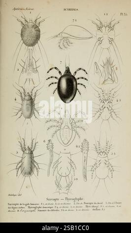 Histoire naturelle des Insectes. Aptères. Parigi, Librairie encyclopédique de Roret, 1837-1847. Insetti, ragni, Museo di Zoologia comparata, l'illustrazione presenta varie specie di acaridi, mostrando diagrammi anatomici dettagliati. Include immagini etichettate che rappresentano diversi tipi di acari e segni di spunta, evidenziandone le caratteristiche fisiche distinte. Ogni campione è illustrato con attenzione con annotazioni che indicano caratteristiche specifiche come parti del boccaglio, gambe e segmenti del corpo. Il layout generale è strutturato, con chiari identificatori per ogni figura, facilitando un educato Foto Stock
