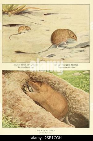 Animali selvatici del Nord America, Washington, D.. C, mammiferi, Nord America, Perognathus flavus, Chaetodipus hispidus, Geomys bursarius, Edward William Nelson, Louis Agassiz Fuertes, topo tascabile setoso, topi, Perognathus hispidus, topo tascabile spinoso, topo tascabile hispid, gopher tascabile delle pianure, l'illustrazione presenta tre specie di piccoli roditori comunemente presenti in Nord America. La sezione superiore presenta il mouse tascabile Silky, identificabile dal suo corpo delicato e dai grandi occhi, evidenziato su uno sfondo chiaro. Accanto a esso si trova il mouse Spiny Pocket, caratterizzato dalla pelliccia spinosa e dal sottile motivo Foto Stock
