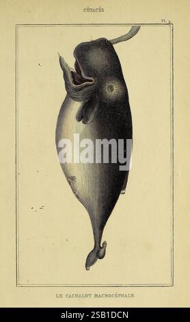 Oeuvres du comte de Lacépède, Parigi, P. Duménil, 1836, storia naturale, opere pittoriche, vertebrati, zoologia, pesci, vita marina, questa illustrazione raffigura un capodoglio, conosciuto scientificamente come *Physeter macrocephalus*. Caratterizzata dalla sua grande testa bulbosa e dalla prominente falda, la balena è mostrata in una vista laterale, evidenziando il suo corpo robusto e la distinta pinna dorsale. I dettagli intricati catturano la consistenza della sua pelle e le caratteristiche esagerate che rendono questa specie unica. La didascalia in basso recita "LE CAPHALET MACROCEPHALE", che indica la sua classificazione nella biologia marina. Foto Stock