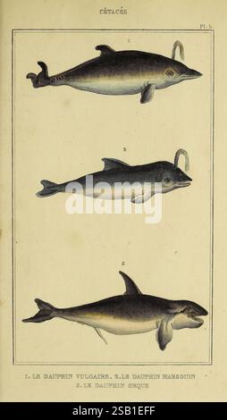 Oeuvres du comte de Lacépède, Parigi, P. Duménil, 1836, storia naturale, opere pittoriche, vertebrati, zoologia, pesce, vita marina, questa illustrazione mostra tre specie distinte di delfini, ciascuna etichettata per l'identificazione. Il primo delfino in cima è identificato come "le Dauphin Vulgaires", che mostra il suo corpo aerodinamico e la caratteristica pinna dorsale. Il delfino medio è etichettato come "le Dauphin Marquin", mostrando una caratteristica unica che suggerisce un tratto o un comportamento fisico distintivo. Il terzo delfino sul fondo è indicato come "le Dauphin Orcus", noto per la sua forma robusta e fea Foto Stock