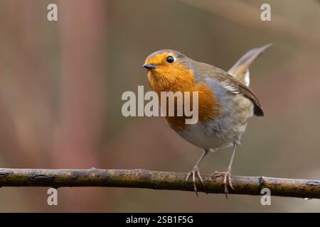 Primo piano dettagliato di robin selvaggio, UK robin (erithacus rubecula) isolato su un ramo sottile che guarda in alto con una posa curiosa e curiosa! Copiare lo spazio a sinistra dell'uccello Foto Stock