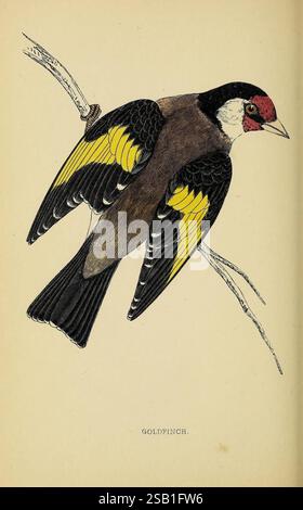 A history of British Birds.1863-1866?, Birds, Great Britain, Bird, Un goldfinch splendidamente illustrato appollaiato delicatamente su un ramo. Il suo vivace piumaggio è caratterizzato da un'impressionante combinazione di nero, giallo e marrone, con distintivi segni rossi sulla testa. Le ali dell'uccello sfoggiano audaci patch gialle, che aggiungono un tocco di fascino al suo fascino. L'illustrazione cattura gli intricati dettagli delle piume e la posa aggraziata, sottolineando l'eleganza di questo piccolo aviatore. Sotto l'uccello, l'etichetta "GOLDPINCH" identifica la specie, evidenziandone il significato nell'ornitologia. Foto Stock