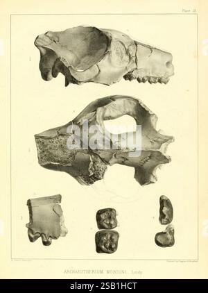 L'antica fauna del Nebraska: Washington, 1853, Nebraska, paleontologia, mammiferi, fossili, Chelonia, genere, Archaeotherium mortoni, storie fossili, l'illustrazione presenta rendering dettagliati del cranio e dei resti scheletrici del genere estinto Archaeotherium mortoni, come descritto da Leidy. La sezione superiore mostra un teschio prominente e allungato con caratteristiche morfologiche distinte tipiche di questa creatura preistorica. Di seguito, vengono visualizzate diverse vertebre articolate e strutture dentarie, evidenziando le caratteristiche anatomiche che differenziano Archaeotherium da altri contemporanei Foto Stock