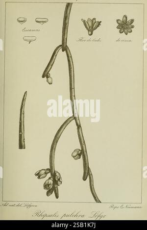 Archivos do Jardim Botânico do Rio de Janeiro Rio de Janeiro Jardim Botânico 1915- Brasile piante periodici, l'illustrazione presenta uno studio botanico dettagliato della specie vegetale Rhipsalis pulchra, mostrando varie fasi della sua crescita. Al centro della composizione c'è uno stelo sottile adornato da delicati fiori che presentano una disposizione simmetrica. Intorno allo stelo sono etichettate raffigurazioni di diverse parti della pianta, compresi i singoli fiori da varie angolazioni, un piccolo bocciolo e appendici simili a foglie. Il rendering artistico evidenzia i dettagli intricati dei fiori, la emp Foto Stock