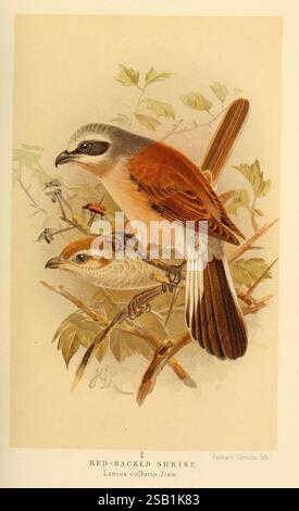 Figure colorate degli uccelli delle Isole britanniche, emesse da Lord Lilford. Londra, R. H. Porter, 1885-1897, Birds, Great Britain, opere pittoriche, shrike, lanius collurio, red backed shrike, john gerrard keulemans, ornitologia, l'illustrazione mostra un paio di gamberetti con il dorso rosso arroccati su un ramo. Il maschio è esposto in modo prominente, con la sua caratteristica schiena marrone-rossastro e la testa grigia, caratterizzata da una sorprendente maschera nera sugli occhi. Nelle vicinanze, la femmina è raffigurata con un piumaggio più soffice, con una colorazione marrone più chiara. Lo sfondo include un rigoglioso fogliame, illustrazioni Foto Stock