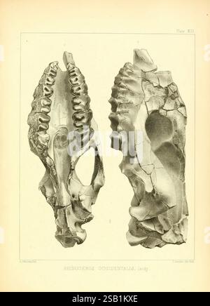 L'antica fauna del Nebraska: Washington, 1853. Nebraska, paleontologia, fossile di mammiferi, genere chelonia, rinoceronte occidentale, storie fossili, l'illustrazione raffigurata mostra le viste laterali e dorsali di un cranio di rinoceronte, etichettato "Rhinoceros Occidentalis", una specie studiata dal paleontologo Joseph Leidy. I dettagli intricati evidenziano la struttura del cranio, mostrando caratteristiche quali la cavità nasale prominente, la disposizione dei denti e i contorni che rappresentano l'anatomia scheletrica. È possibile osservare varie trame e fratture, indicando l'età del campione e t Foto Stock