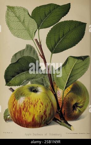 Il fioraio e pomologo, e giardiniere suburbano. Londra,1880, giardinaggio dei fiori, cultura della frutta, giardinaggio, Gran Bretagna, periodici. l'illustrazione raffigura la vibrante "Duchessa di Oldenburg", che mostra due mele verdi giallastro con striature rosse. Poggiano su uno sfondo di foglie ricche e lussureggianti, caratterizzate dalla loro forma ampia e dalle venature prominenti. Il ramo che collega le mele è forte e sano, sottolineando la naturale bellezza e vitalità del frutto. La rappresentazione dettagliata evidenzia sia la consistenza delle mele che i dettagli intricati delle foglie, create Foto Stock