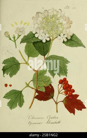 Österreichs, allgemeine, Baumzucht, Wien, Ignaz, Albertischen, Buchdruck, 1792-1822, Trees, Austria, arbusti, Viburnum, Opulus, gemeiner, Schneeball, l'illustrazione presenta uno studio botanico di una pianta identificata come Viburnum Opulus, comunemente nota come Guelder-rose. La composizione mostra vari componenti della pianta, tra cui delicati grappoli di fiori bianchi con petali distinti, foglie verdi vibranti e grappoli di bacche rosse rotonde. Ogni parte è meticolosamente dettagliata, evidenziando la consistenza e la forma delle foglie e dei fiori. Lo sfondo non è adornato, consentendo colori ricchi Foto Stock