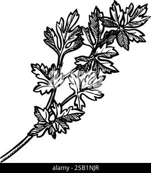 Sedano o prezzemolo. Un'illustrazione grafica vettoriale disegnata a mano. Immagine in bianco e nero di verdi piccanti. si distingue sullo sfondo. Perfetto per il menu Illustrazione Vettoriale