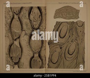 Descrizione della flora carbonifera della formazione carbonifera in Pennsylvania e in tutti gli Stati Uniti a Harrisburg, Board of Commissioners for the Second Geological Survey, 1879-84 Plants, Pennsylvania, Botany, Fossils, Carbonifero, paleobotanica, storie fossili Foto Stock