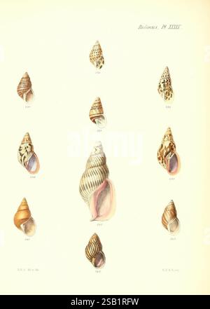 Conchologia iconica, o illustrazioni delle conchiglie di animali molluschi, Londra, Reeve, Brothers, 1843-1878, molluschi, opere pittoriche, conchiglie Foto Stock