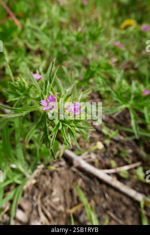Geranium Dissectum fiore e foglie da vicino Foto Stock