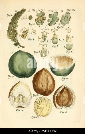 Illustratio systematis sexualis Linnaeani Francofurti ad Moenum Varrentrapp et Wenner 1789 classificazione delle piante Linné The New York Botanical Garden opere pittoriche Carl von Juglans regia, Una guida botanica splendidamente illustrata che presenta varie fasi e forme del noce inglese (Juglans regia). L'opera d'arte include rappresentazioni dettagliate delle parti dell'albero di noce, come foglie, fiori e frutta. Le figure chiave mettono in risalto la parte esterna e il guscio interno del noce, mostrando le sue forme e consistenze distinte. Le illustrazioni sono disposte in modo meticoloso, etichettate con i numeri delle figure per fare riferimento Foto Stock