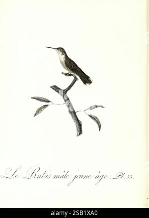 Histoire naturelle et générale des colibris Oiseaux-mouches Jacamars Promerops A Paris Chez Desray an XI= 1802 uccelli Hummingbirds opere pittoriche Archilochus colubris Trochilus colubris, Una delicata illustrazione presenta un giovane colibrì maschio dalla gola rubina arroccato con grazia su un ramo sottile. L'uccello, con le sue piume ricche di dettagli e la sua posizione avvolta, mostra le sue vivaci caratteristiche, mentre le foglie circostanti aggiungono un tocco di eleganza naturale. Sotto l'illustrazione, il testo recita "le Rubis mâle jeune âge. PL. 35", indicando il soggetto e il suo posto in uno studio più ampio Foto Stock