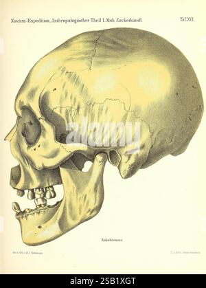 Reise der österreichischen Fregatte Novara Wien Kaiserlich 1861-75, questa illustrazione raffigura una vista laterale dettagliata di un cranio umano, mostrandone le caratteristiche anatomiche. La struttura evidenzia i contorni del cranio, delle ossa facciali e della mandibola. Le etichette possono indicare aree specifiche di interesse per lo studio antropologico, come la regione nucale e vari punti di riferimento cranici. La presentazione generale serve a migliorare la comprensione dell'anatomia scheletrica umana, contribuendo a campi come l'antropologia e l'archeologia. Foto Stock